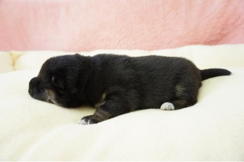 成約済の奈良県の柴犬-40156の1枚目