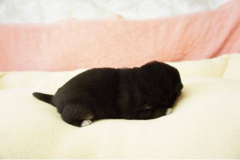 成約済の奈良県の柴犬-40156の2枚目