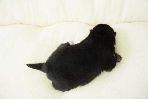 成約済の奈良県の柴犬-40156の3枚目