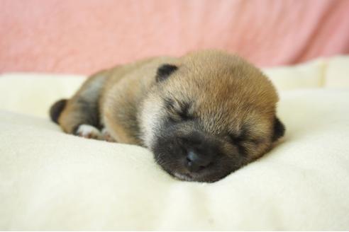 成約済の奈良県の柴犬-40157の5枚目