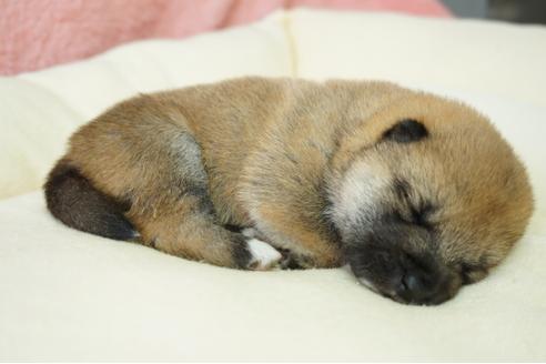 成約済の奈良県の柴犬-40157の1枚目