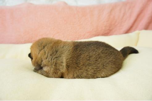成約済の奈良県の柴犬-40157の2枚目