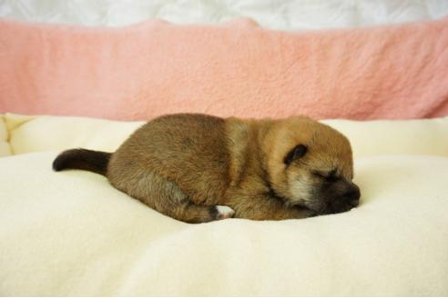 成約済の奈良県の柴犬-40157の3枚目
