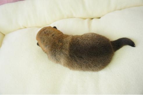 成約済の奈良県の柴犬-40157の4枚目