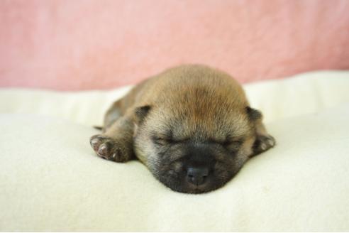 成約済の奈良県の柴犬-40158の4枚目