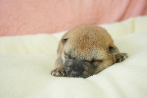 成約済の奈良県の柴犬-40158の5枚目