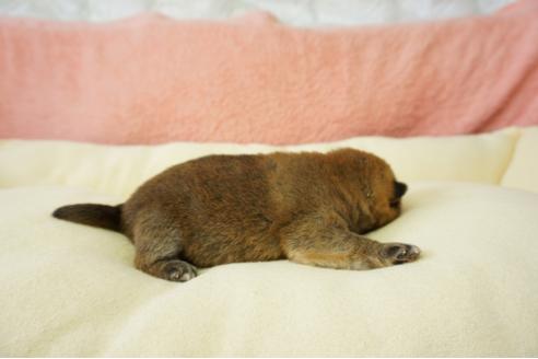 成約済の奈良県の柴犬-40158の1枚目