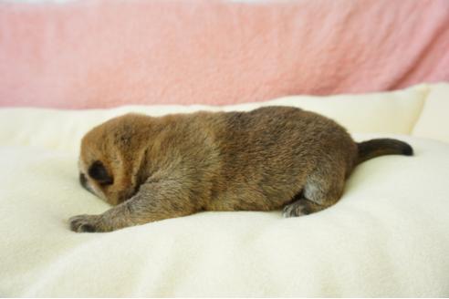 成約済の奈良県の柴犬-40158の2枚目