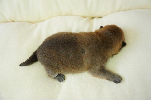 成約済の奈良県の柴犬-40158の3枚目
