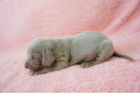 成約済の奈良県のワイマラナー-40159の2枚目