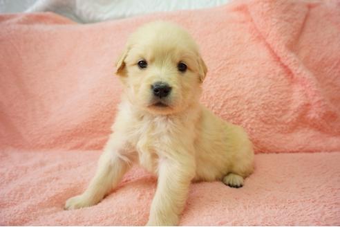 成約済の奈良県のゴールデンレトリーバー-40163の2枚目