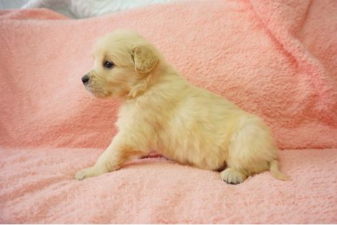 成約済の奈良県のゴールデンレトリーバー-40163の4枚目