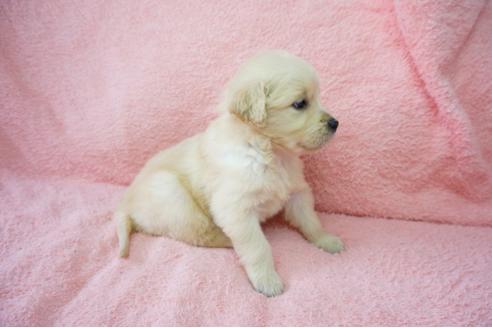 成約済の奈良県のゴールデンレトリーバー-40163の1枚目