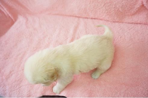 成約済の奈良県のゴールデンレトリーバー-40164の3枚目
