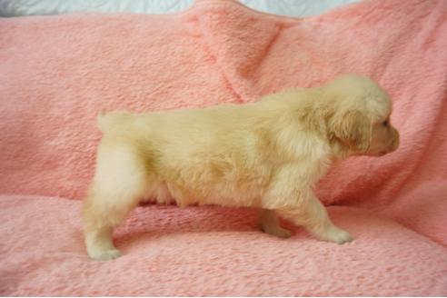 成約済の奈良県のゴールデンレトリーバー-40164の4枚目