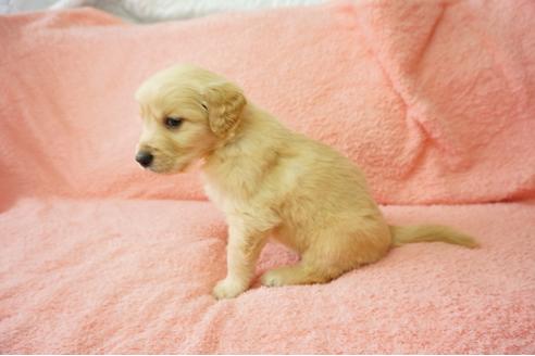 成約済の奈良県のゴールデンレトリーバー-40165の1枚目