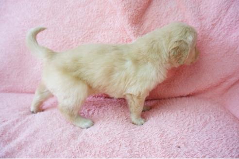 成約済の奈良県のゴールデンレトリーバー-40165の3枚目
