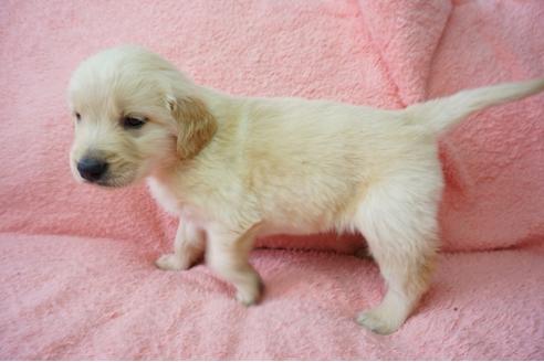 成約済の奈良県のゴールデンレトリーバー-40166の4枚目