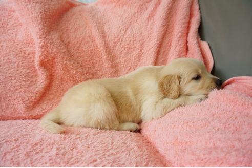 成約済の奈良県のゴールデンレトリーバー-40166の1枚目