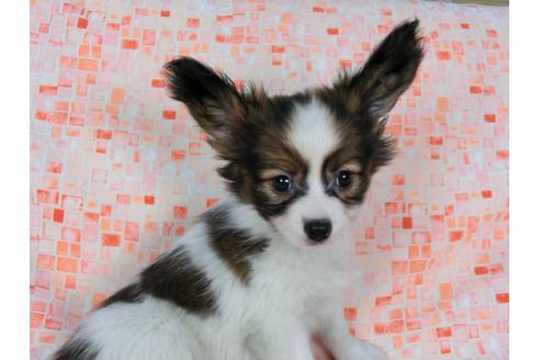 成約済の千葉県のパピヨン-37534の2枚目