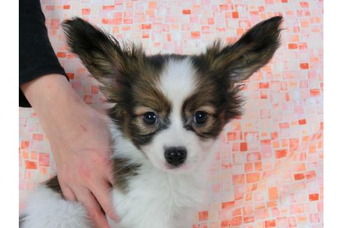 成約済の千葉県のパピヨン-37534の3枚目