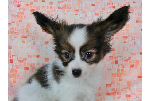 成約済の千葉県のパピヨン-37534の4枚目