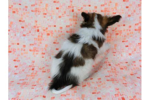 成約済の千葉県のパピヨン-37534の1枚目