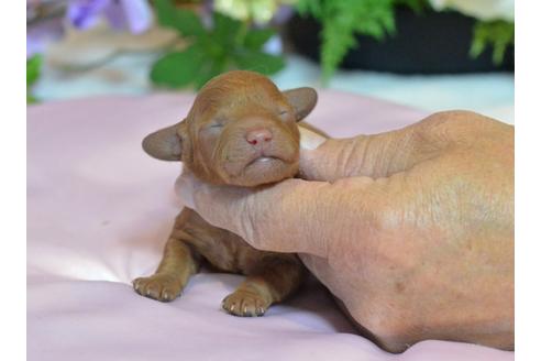 成約済の埼玉県のトイプードル-39968の2枚目