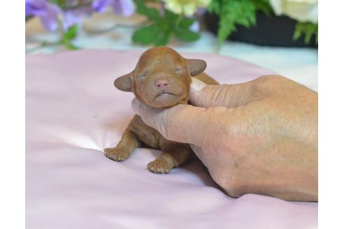 成約済の埼玉県のトイプードル-39968の3枚目
