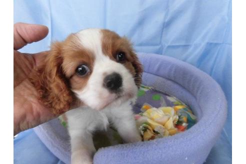 成約済の鹿児島県のキャバリアキングチャールズスパニエル-40203の4枚目