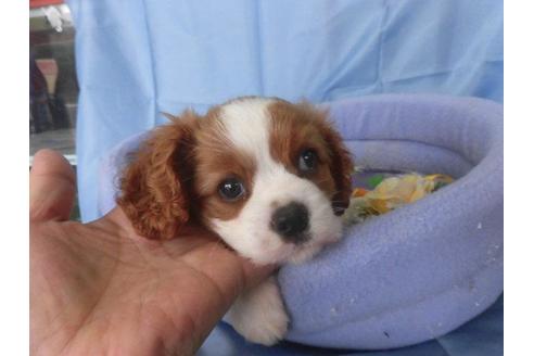 成約済の鹿児島県のキャバリアキングチャールズスパニエル-40203の3枚目