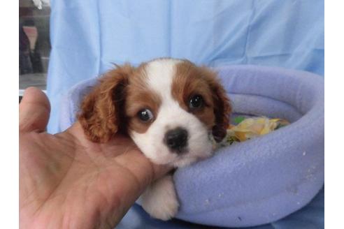 成約済の鹿児島県のキャバリアキングチャールズスパニエル-40203の2枚目