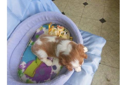 成約済の鹿児島県のキャバリアキングチャールズスパニエル-40203の1枚目