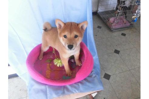 成約済の鹿児島県の豆柴-40204の4枚目