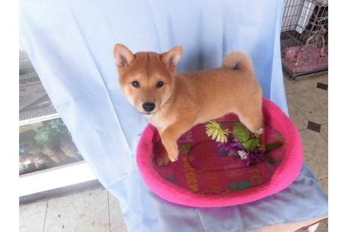 成約済の鹿児島県の豆柴-40204の2枚目