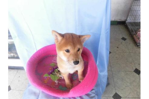 成約済の鹿児島県の豆柴-40204の1枚目