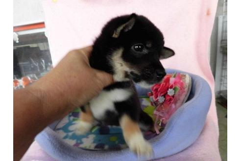 成約済の鹿児島県の豆柴-40208の2枚目