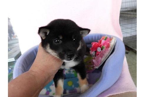 成約済の鹿児島県の豆柴-40208の1枚目