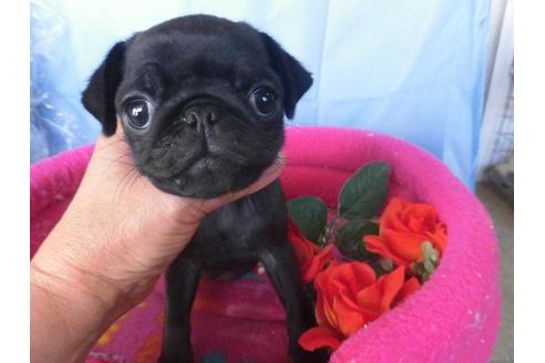 成約済の鹿児島県のパグ-40210の2枚目