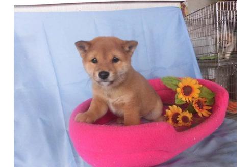 成約済の鹿児島県の豆柴-40211の3枚目