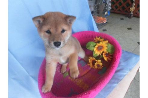 成約済の鹿児島県の豆柴-40211の2枚目