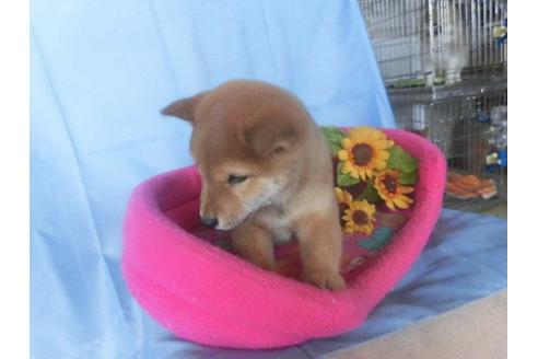 成約済の鹿児島県の豆柴-40211の1枚目