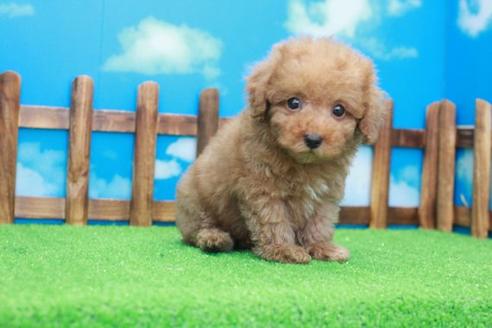 成約済の滋賀県のトイプードル-40239の2枚目