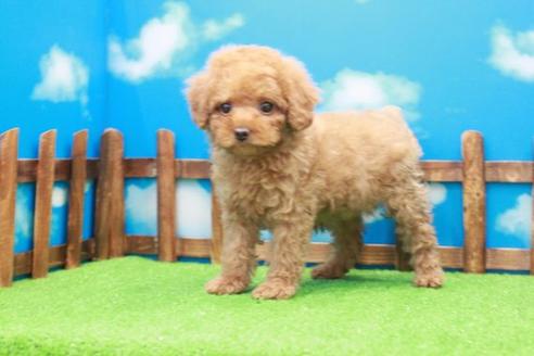 成約済の滋賀県のトイプードル-40240の2枚目