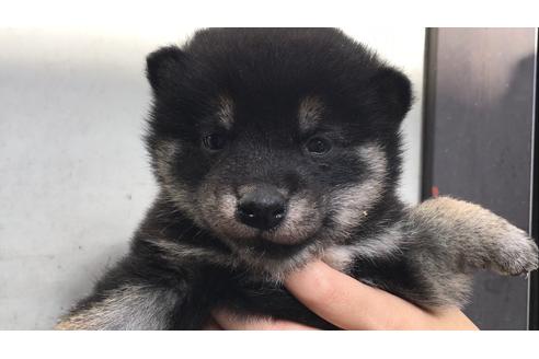 成約済の山梨県の柴犬-40152の5枚目