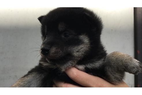 成約済の山梨県の柴犬-40152の3枚目