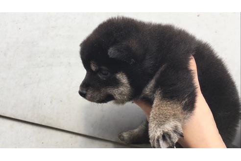 成約済の山梨県の柴犬-40152の2枚目