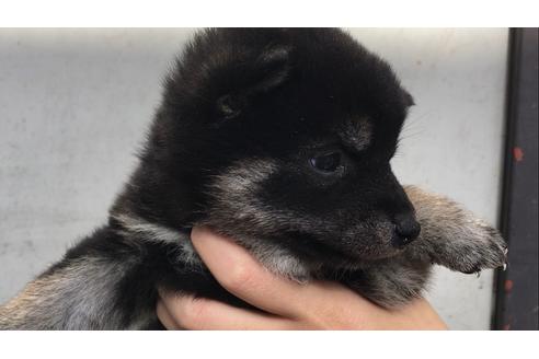 成約済の山梨県の柴犬-40152の1枚目