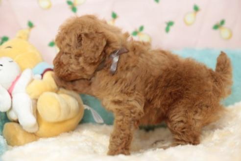 成約済の埼玉県のトイプードル-39782の2枚目