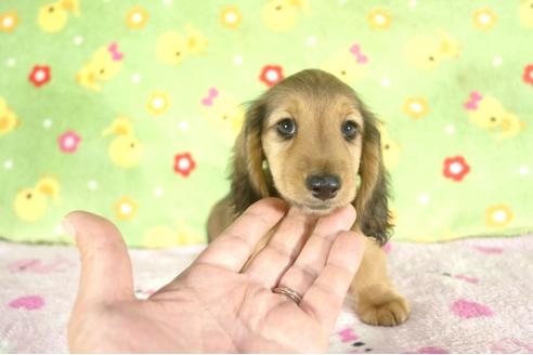 成約済の兵庫県のミニチュアダックスフンド-37737の1枚目